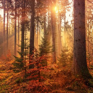 Light Autumn forest with evening sun