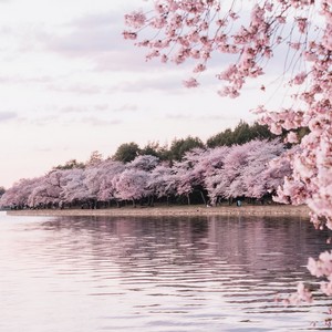 Light spring with cherry blossoms by a river